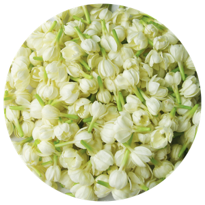 Jasmine